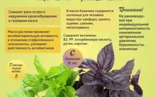 Базилик — Польза и Вред для Здоровья Женщин