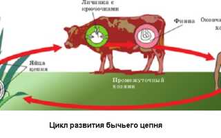 Эффективные методы лечения бычьего цепня