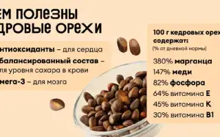 Польза кедровых орехов для мужского здоровья