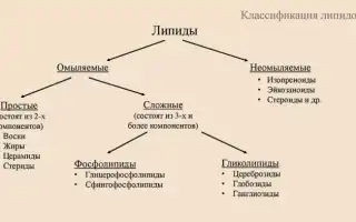 Липиды — что это такое и почему они важны