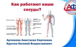Что такое сосуды и как они работают