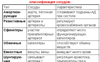 Резистивные сосуды — ключевые особенности и функции