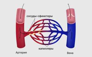 Мелкие артерии и артериолы — регуляторы кровоснабжения тканей